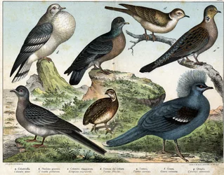 a: Pigeon colombin (Columba oenas), b: Pigeon mongol (Columba gutturosa), c: Pigeon migrateur (Etopistes migratoria), d: Tourterelle turque (Turtur risorius), e: Tourterelle des bois (Turtur auritus), f: Goura (Goura coronata), g: Caille des blés (Coturnix