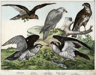 a: Aigle ou busard royal, b: buse, c: faucon pêcheur, d: faucon d