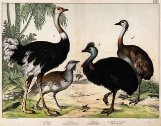 a : Grande outarde (Otis tarda), b : Casoar (Casuarius galeatus), c : Autruche africaine (Struthio camelus), d : Nandou (Rhea americana) - Dans « Histoire naturelle des oiseaux », éd. Hoepli, Milan