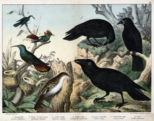 a : Grimpereau des jardins (Certhia familiaris), b : Petit oiseau-mouche (Mellisuga minima), c : Colibri orné (Lophornis ornata), d : Colibri saphir (Hylocharis sapphirina), e : Grand corbeau (Corvus corax), f : Corneille noire (Corvus corone), g :