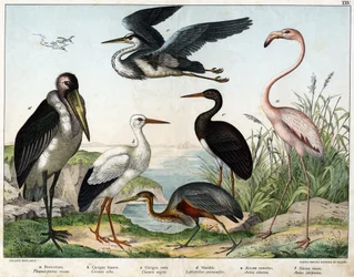 a: Phénicoptère ou flamant rose (Phoenicopterus roseus), b: cigogne blanche (Ciconia alba), c: cigogne noire (Ciconia nigra), d: marabout (Leptoptilus crumenifer), e: héron blanc (Ardea cinerea), f: héron rouge (Ardea purpurea) - dans « Histoire naturelle 