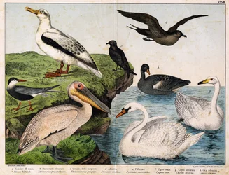 a: Hirondelle de mer (Sterna hirundo), b: Stércoraire moyen (Stercorarius pomarinus), c: Oiseau-tempête (Thalassidroma pelagica), d: Albatros (Diomedea exulans), e: Pélican (Pelecanus onocrotalus), f: Cygne royal (Cygnus olor), g: Cygne sauvage (Cygnus cyg