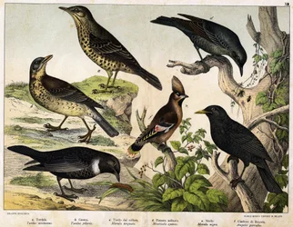 a : Grive draine (Turdus viscivorus), b : Grive litorne (Turdus pilaris), c : Merle à plastron (Merula torquata), d : Merle bleu (Monticola cyanus), e : Merle noir (Merula nigra), f : Jaseur boréal (Ampelis garulus) - dans « Histoire naturelle des oiseaux