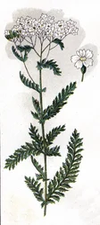 illustration in Mon docteur - traite de medecine et d