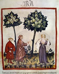 Rage ou personne en colère serrant un tissu entre ses dents. Enluminure du XIVe siècle tirée du « Tacuinum Sanitatis », Vienne, Bibliothèque nationale.