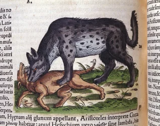 Une hyène attaquant un chien dans Historiae animalium de Konrad Gesner, Tiguri