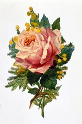 Une rose