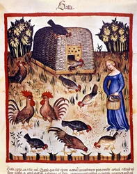 Une jeune femme dans une basse-cour nourrit des poules et des coqs. Enluminure du « Tacuinum sanitatis »