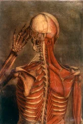 Anatomie du corps humain : écorché vu de dos
