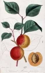 Abricot - planche botanique