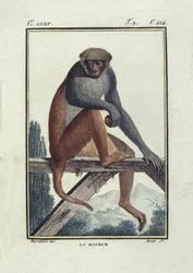 BUFON, Georges-Louis Leclerc, comte de (1707-1788). Singes rhésus. Illustration de l
