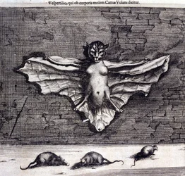 Chauves-souris et rats. « De China Monumenta » par Athanasius Kircher