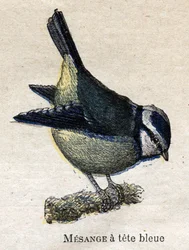 Oiseaux utiles à l