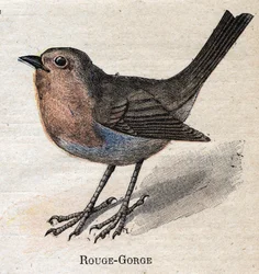 Oiseaux utiles à l