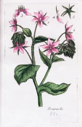 Bourrache
