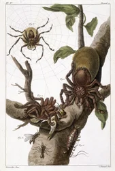 Planche botanique : 1) araignée du Suriname sur goyave et cocon de chenille 2) la même araignée dévorant un colibri, d