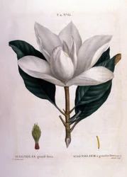 Planche botanique : Magnolia.