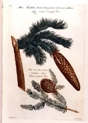 Planche botanique : une pomme de pin et une branche. 18ème siècle.