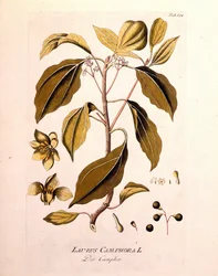 Planche botanique : camphre (Laurus Camphora). Gravure dans « Icons Plantarum medicinalium » par Joseph Jacob von Plenck, médecin et botaniste autrichien (1738-1807), Vienne 1791