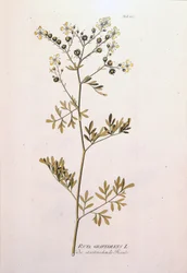 Planche botanique : rue officinale (Ruta graveolens). Dans "Icons Plantarum medicinalium" de J.J. Plenck, Vienne, Autriche