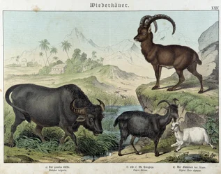 Buffle, chèvre, chèvre et bouquetin - dans « Histoires naturelles des mammifères », éd. Schreiber