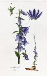 Campanule (Campanule à feuilles de pêcher)