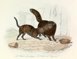 Chats : Domestiques et Angoras ; classification de Cuvier et de Linné (gravure)