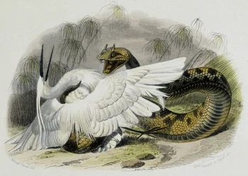 Céraste (serpent de la famille des vipères) battant un oiseau. Gravure du XIXe siècle d