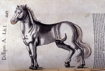 Cheval dans l
