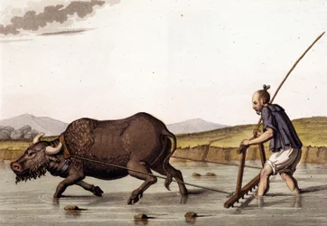 Chine, labour des rizières avec des bœufs - dans « Le Costume ancien et moderne » de Jules Ferrario