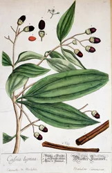 Cannelle de Malabar (Inde) - planche botanique