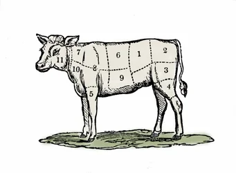 Serrage du veau