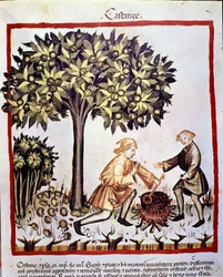 Récolte et préparation des châtaignes en automne. Enluminure du « Tacuinum sanitatis »