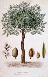 Amandier commun - planche botanique