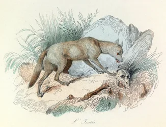 Les "Completes de Buffon" avec la nomenclature de Linné et la classification de Cuvier : Les animaux : Le fox arctic (gravure)