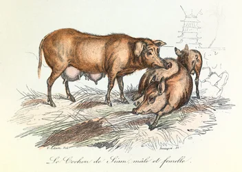 Les "Completes de Buffon" avec la nomenclature de Linné et la classification de Cuvier : Les animaux : Le cochon de Siam (gravure)