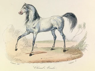 Les "Completes de Buffon" avec la nomenclature de Linné et la classification de Cuvier : Les animaux : Cheval Arabe (gravure)