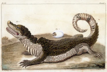 Crocodile du Surinam (Caïman) - dans « Ce qui est plus intéressant et curieux parmi les animaux et les minéraux pour servir d