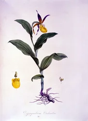 Cypripedium calceolus : type d