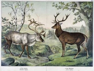 Cerfs - dans « Histoires naturelles des mammifères », éd. Schreiber