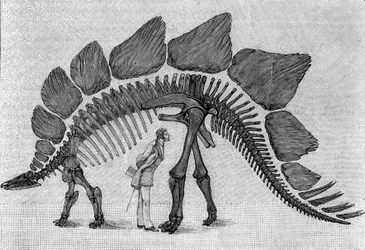 Squelette de dinosaure : « Stegosaurus ungulatus », mars. Jurassique supérieur des Montagnes Rocheuses. Reproduction du dessin communiqué par M. March à Albert Gaudry de l