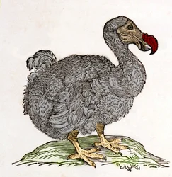 Dodo ou Dronte. Oiseau disparu - dans « De Indiae utriusque re naturali et medica » par Gulielmi Pisonis, Amsterdam
