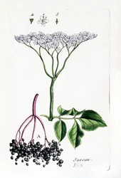 Sureau