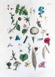 Table élémentaire des figures et de leurs noms dans Flora Parisiensis