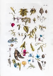 Table élémentaire des figures et de leurs noms dans Flora Parisiensis