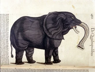 Éléphant tiré de l