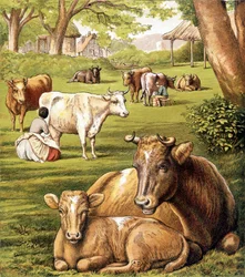 Paysans tirant du lait. 19e siècle