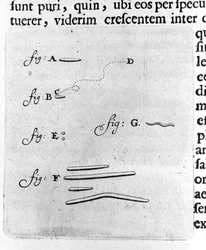 Première représentation de bactéries. Description par le commerçant et scientifique néerlandais Antoine van Leeuwenhoek (1632-1723) après une étude de bactéries dans sa bouche. Gravure de "Arcana Natura Detecta" 1695.