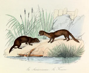 Fouine et Saricovienne classées par Linneene et Cuvier dans les "Completes de Buffon" (gravure)