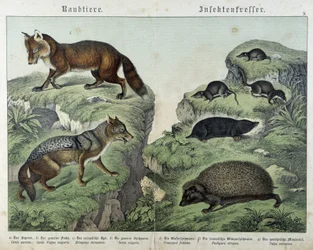 Renard, renard argenté, musaraignes, taupe et hérisson - dans « Histoires naturelles des mammifères », éd. Schreiber